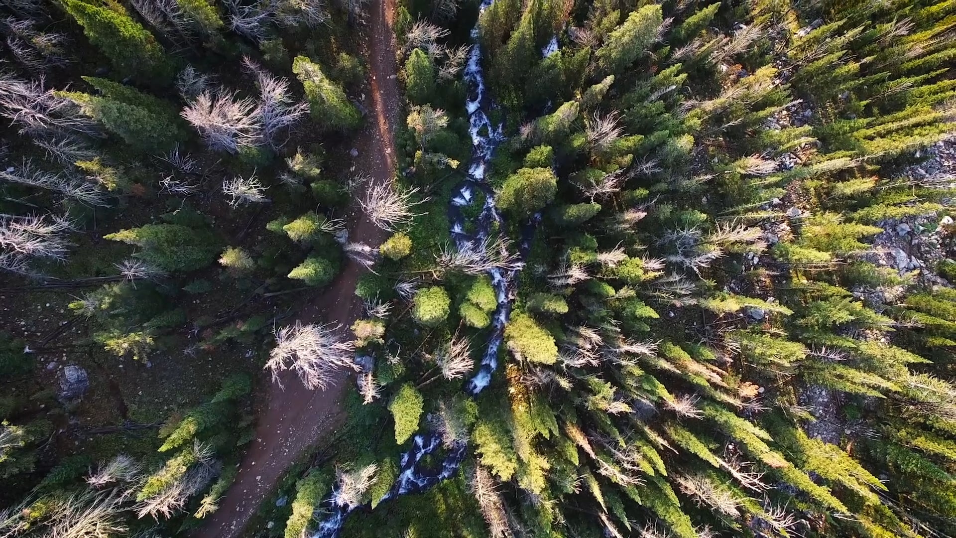 Redefining Recovery: Coexisting With Grizzly Bears