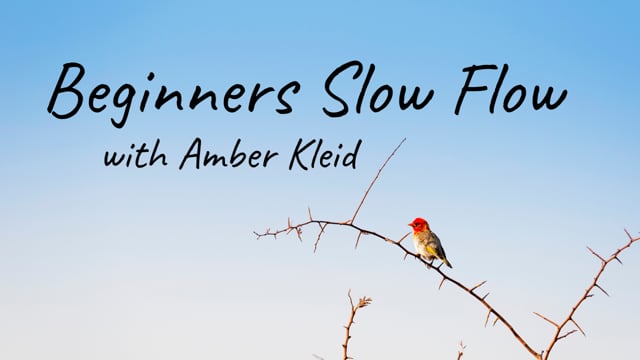 Beginners Slow Flow with Amber K.