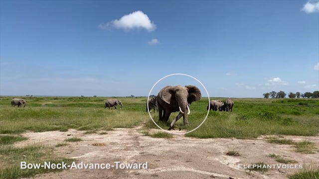 Bow-Neck-Advance-Toward. Context: Attacking & Mobbing (5)