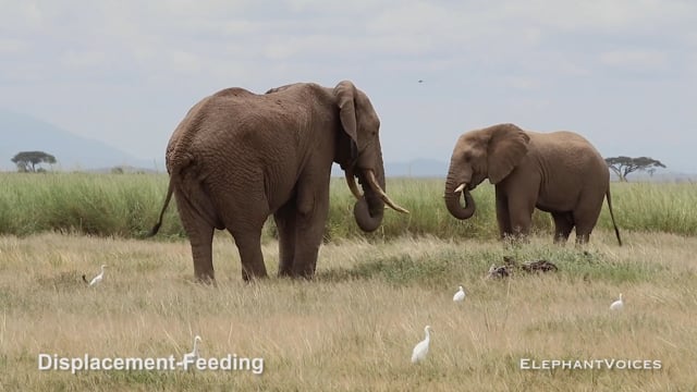 Displacement-Feeding. Context: Aggressive (1)