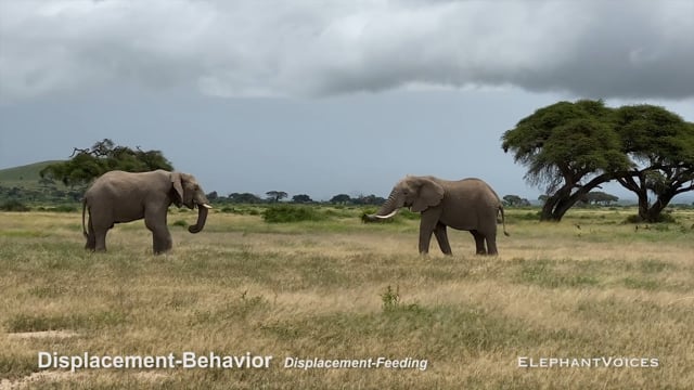 Displacement-Behavior. Context: Aggressive (1)