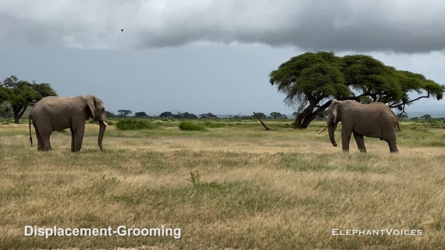 Displacement-Grooming. Context: Aggressive (1)
