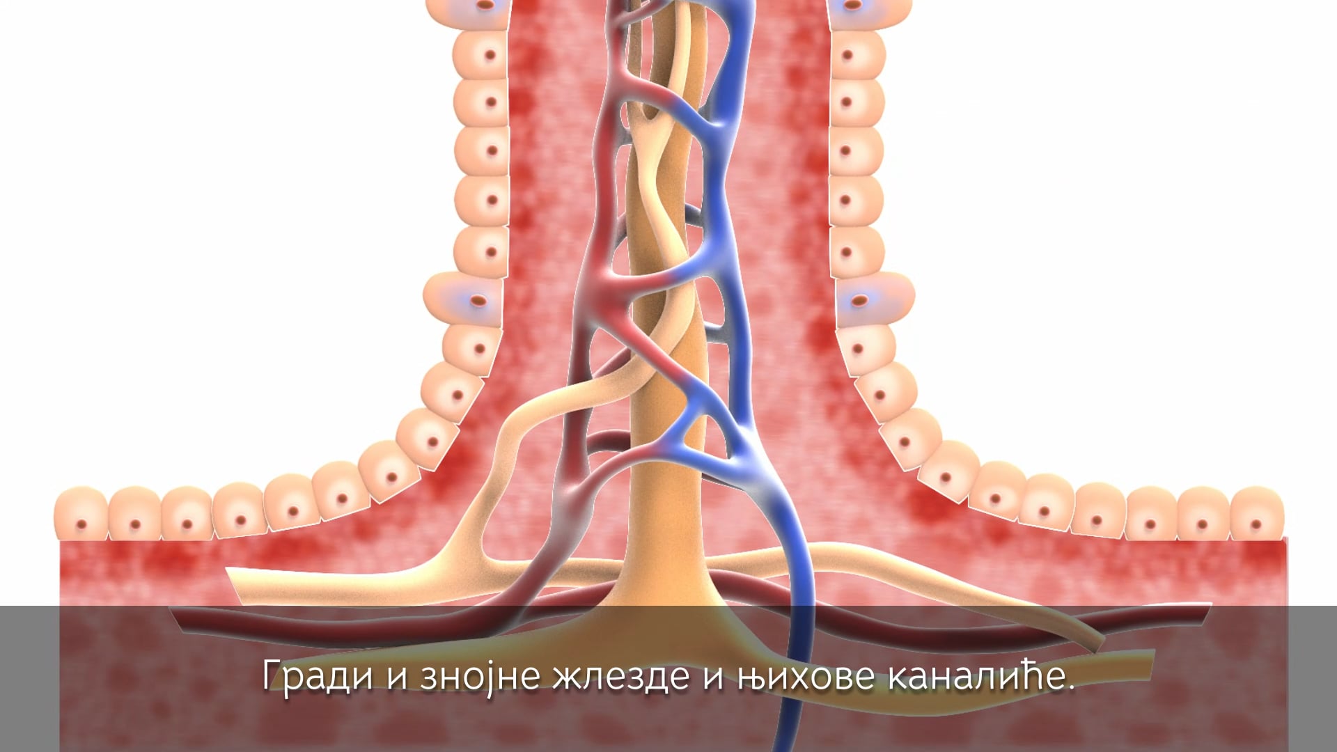 2.3 Епително (покровно) ткиво on Vimeo