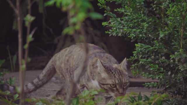 Открытки видео поздравление всемирный день кошек
