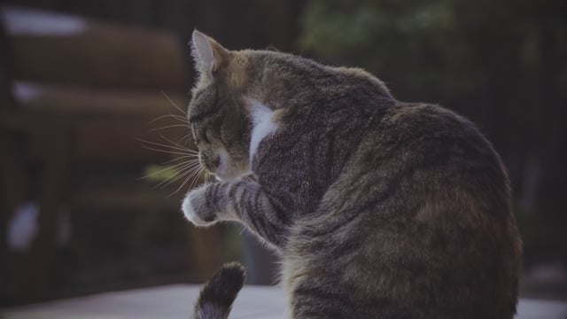 Sad cat dance Green Screen - Free MP4 Download