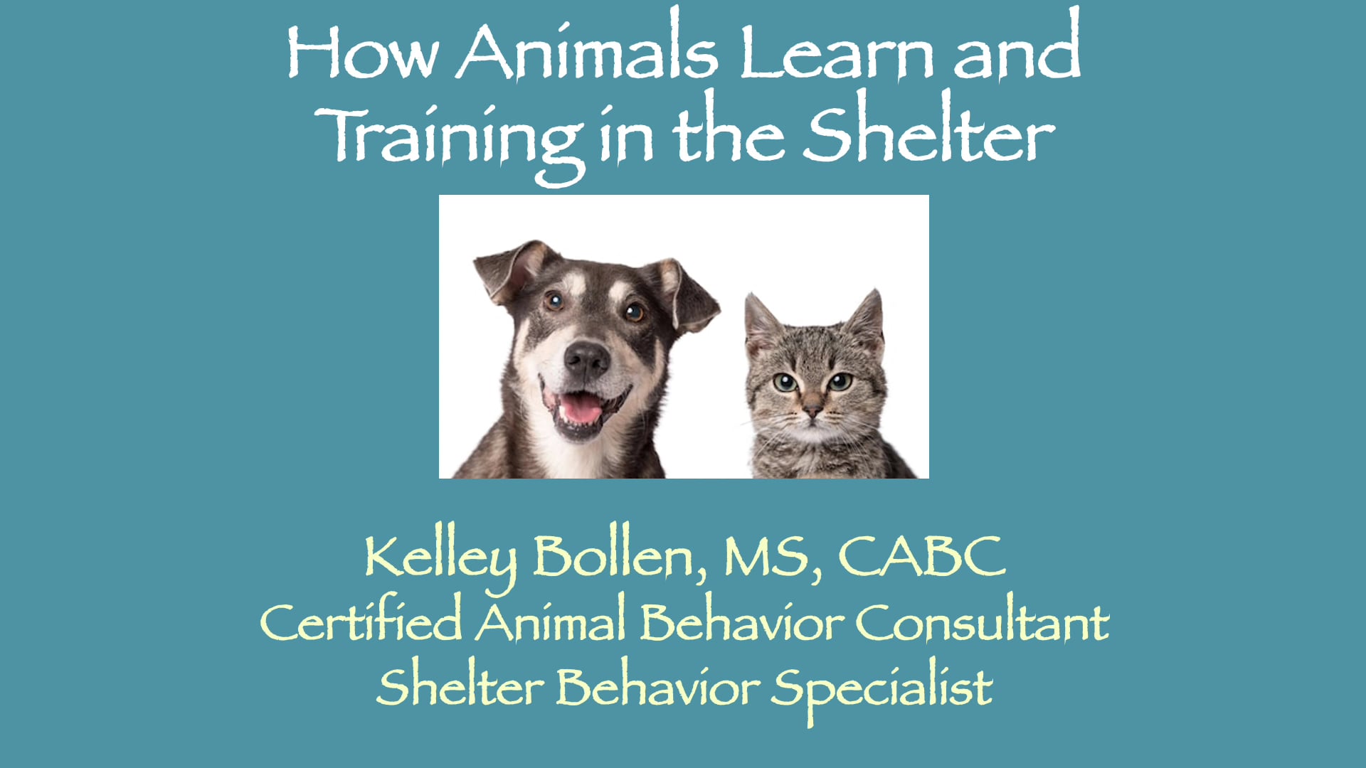 Watch How Animals Learn & Training in the Shelter Online | Vimeo On ...