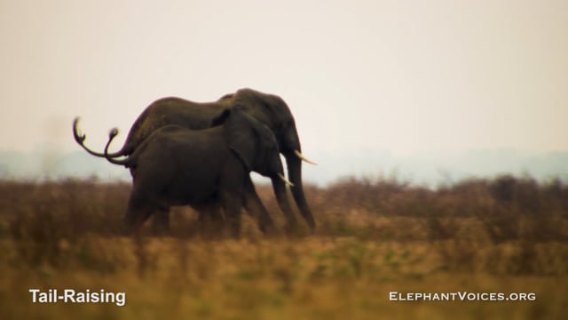 Tail-Raising. Context: Avoidance (7)
