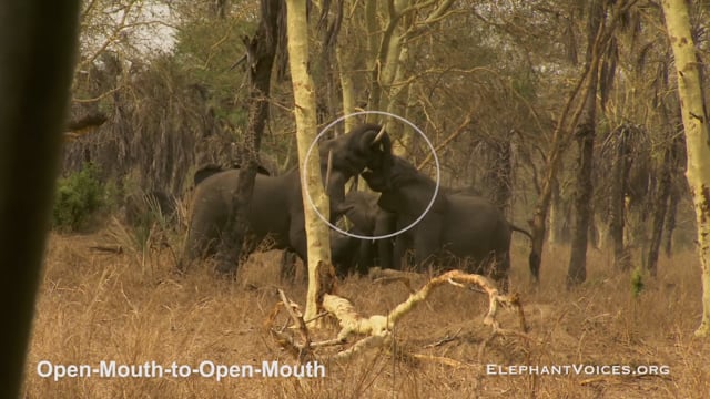 Open-Mouth-to-Open-Mouth. Context: Coalition Building (1)