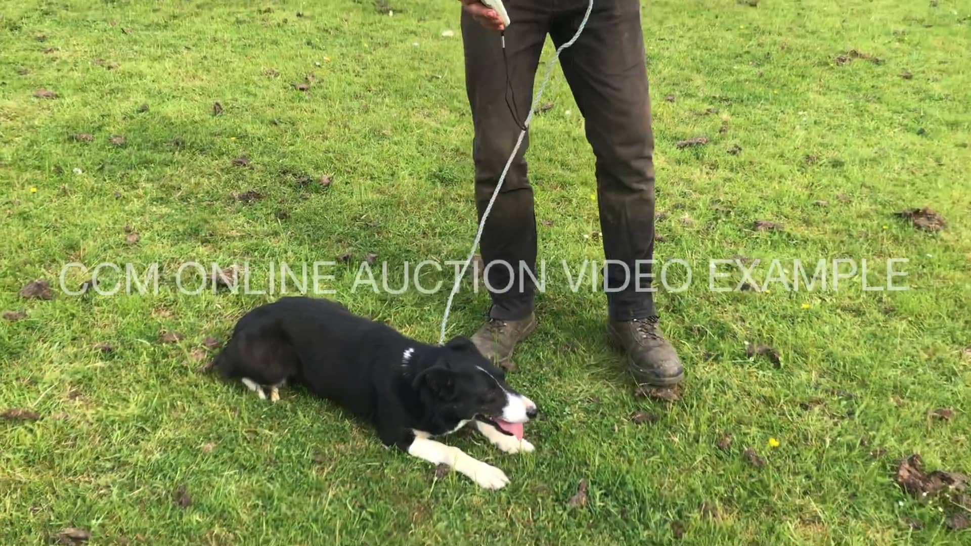 ccm-online-sheepdog-auction-example-on-vimeo