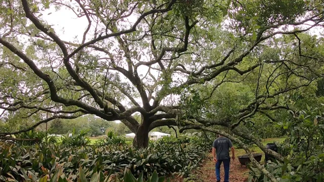 Found this on an oak in Louisiana, what is its purpose? : r/forestry