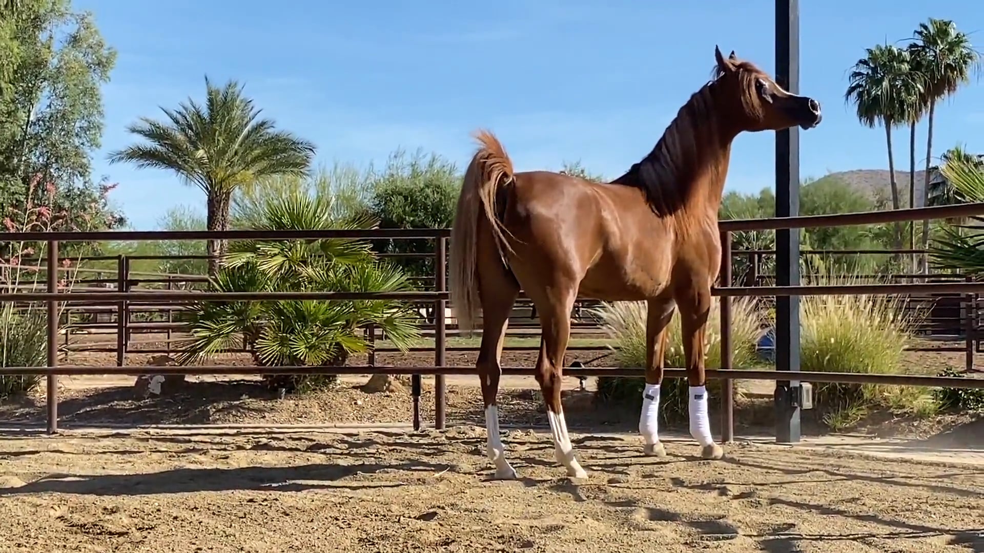 1920px x 1080px - Aria Lana Belle - 2018 Filly (Baha AA x Lucia Rose by Jullyen El Jamaal) on  Vimeo