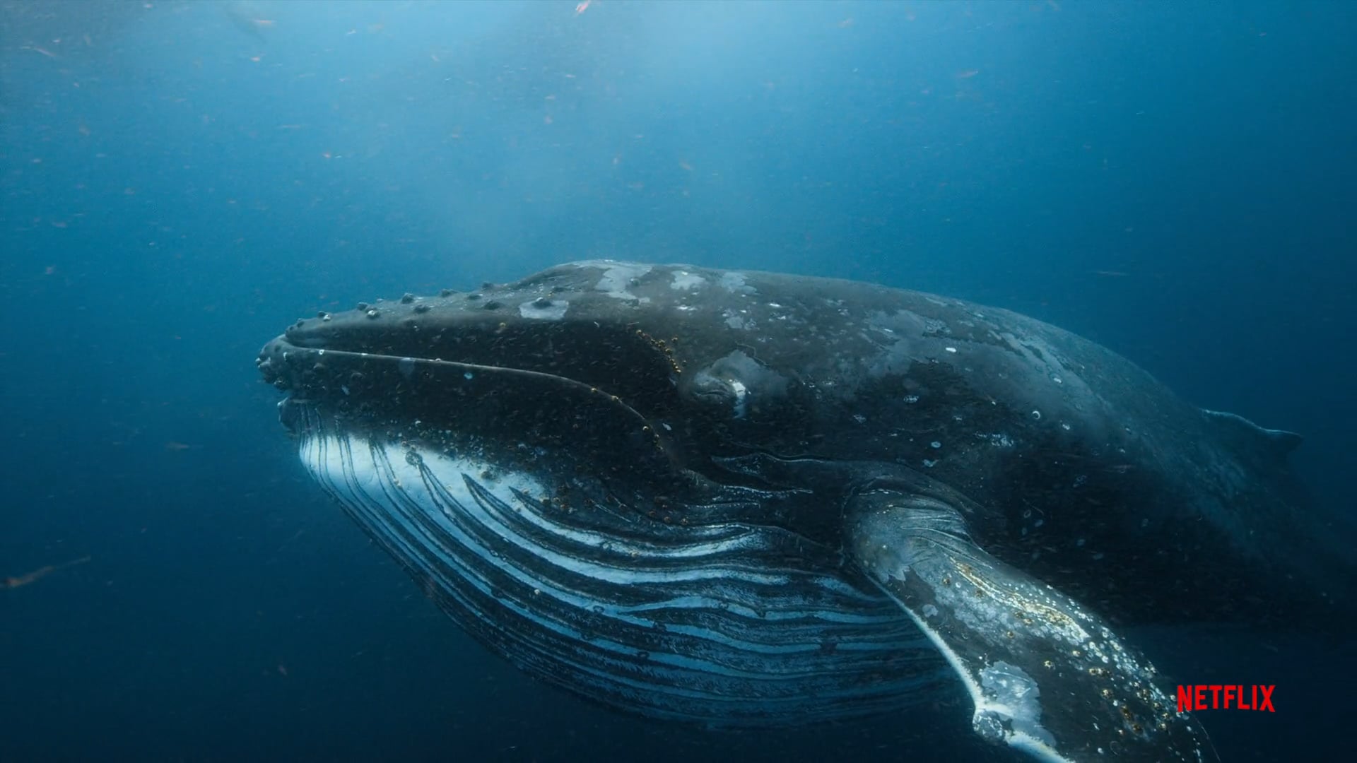 Our Planet Hugh Seas Humpback Whales Sequence on Vimeo