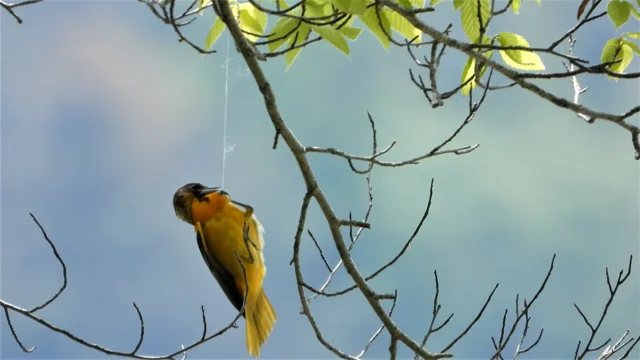 WCLT - Nature Notes 7/6/2018 - Baltimore orioles make hanging nests