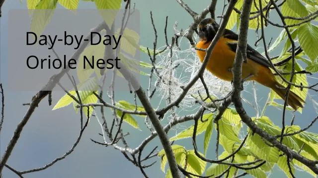 WCLT - Nature Notes 7/6/2018 - Baltimore orioles make hanging nests