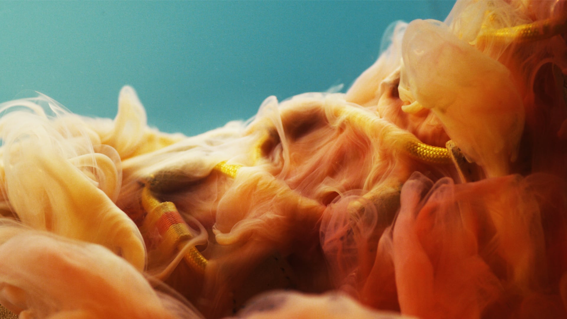 ASICS: Sunflower