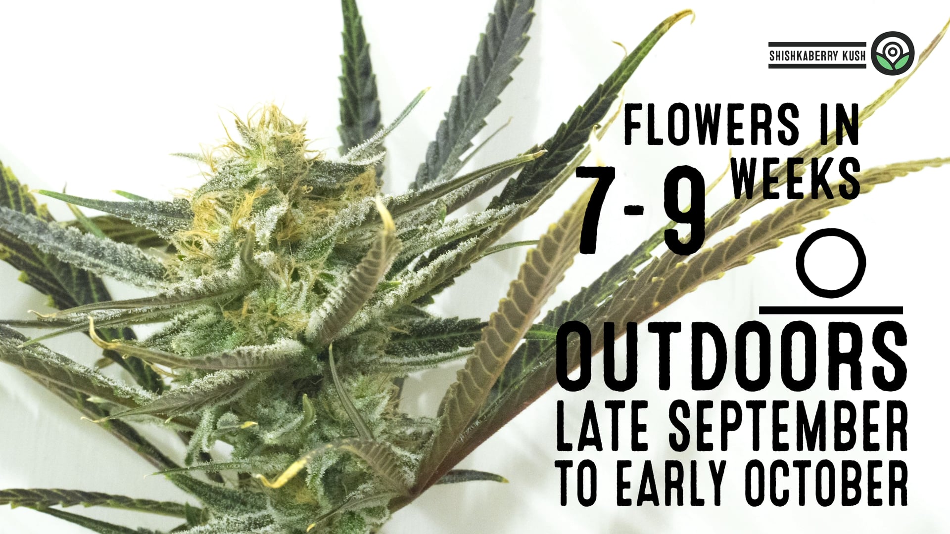 Shishkaberry Kush Feminized Cannabis Seeds