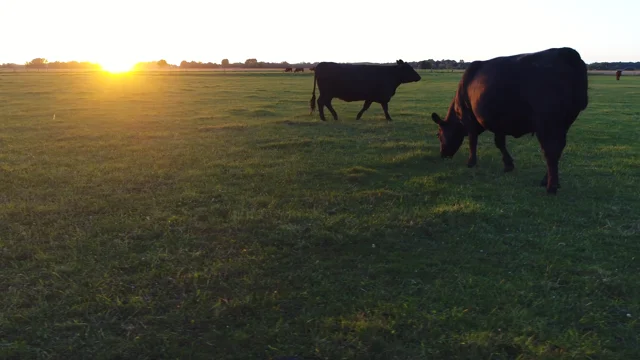 Creating Nolan Ryan's Guaranteed Tender Beef - Progressive Cattle