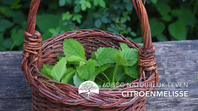 60 sec Natuurlijk Leven – Citroenmelisse