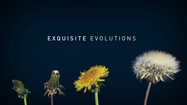 Product Release - Exquisite Evolutions