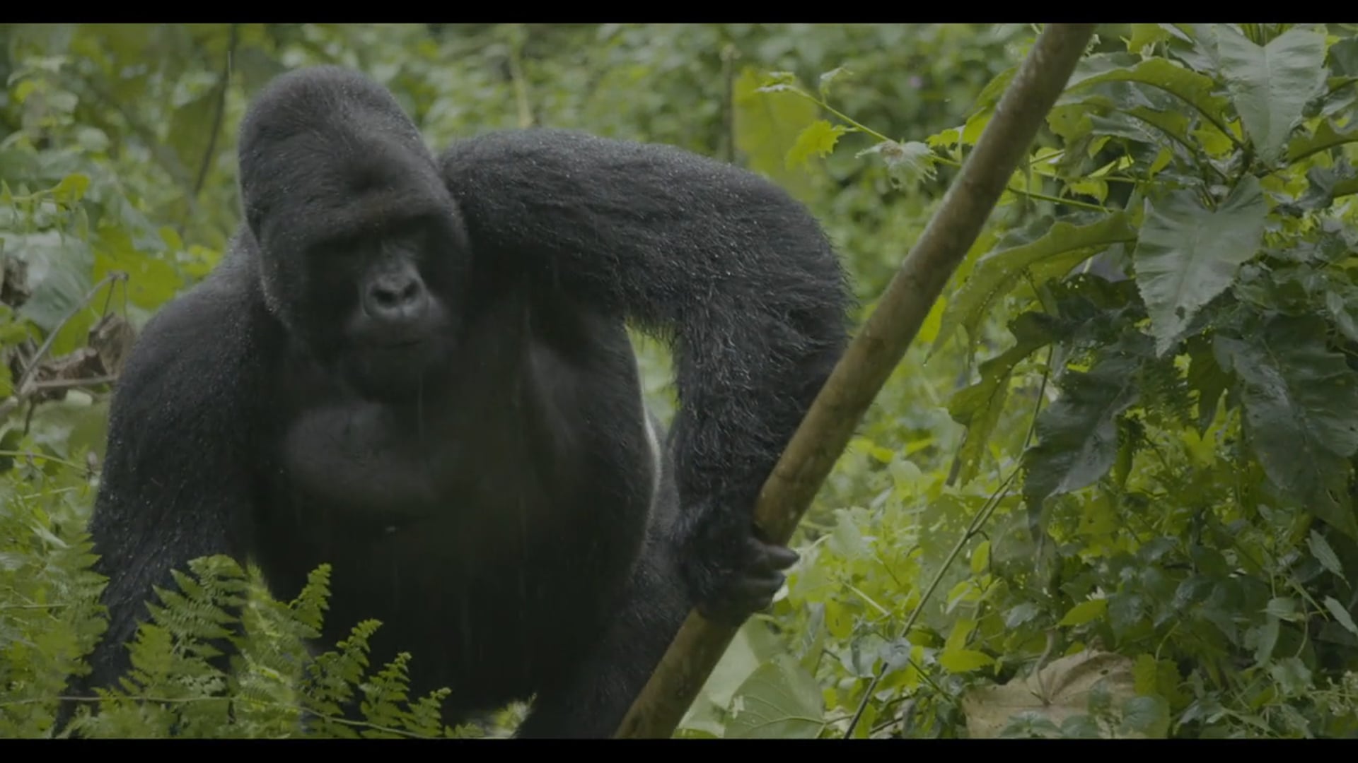 Natural History Reel