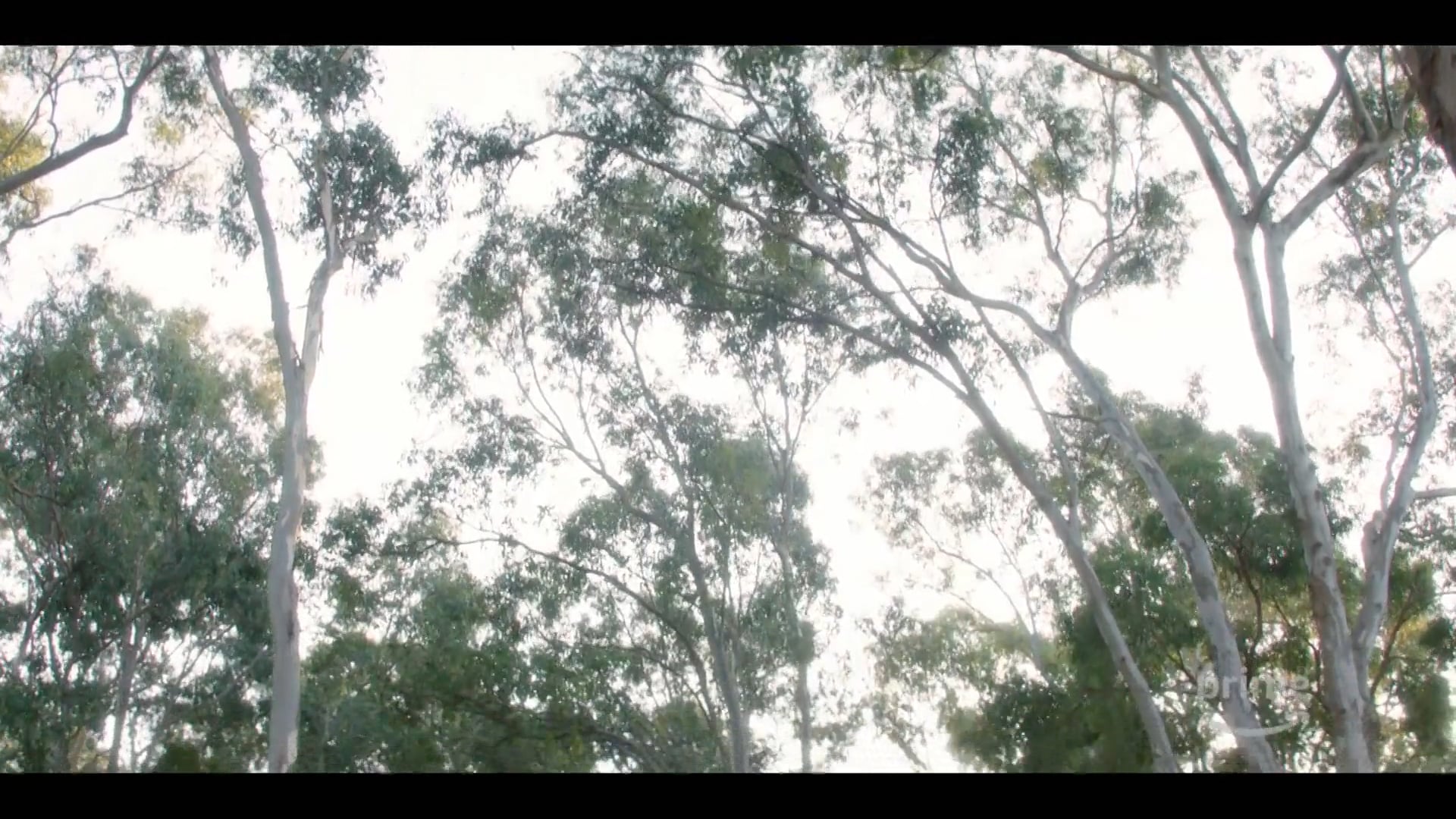 Amazon - Picnic At Hanging Rock Trailer