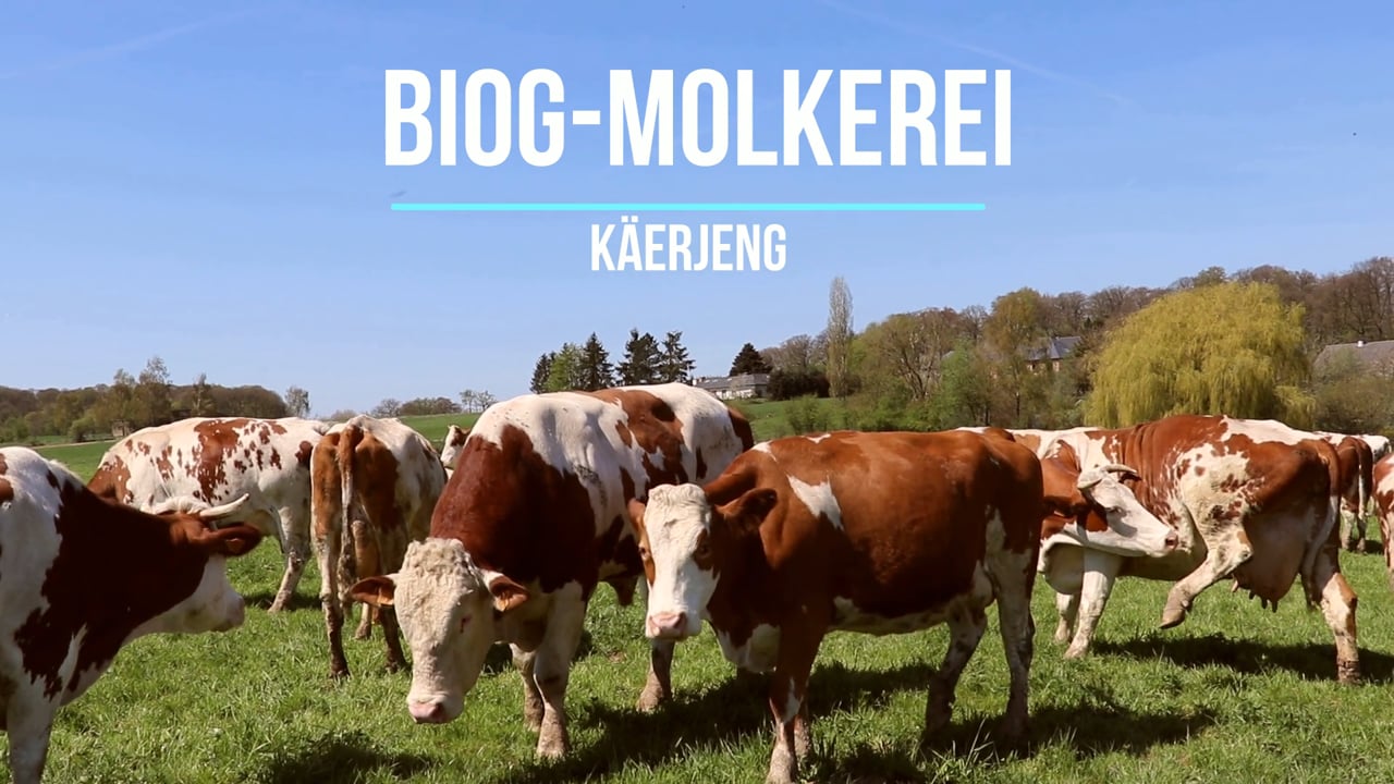 The OIKOPOLIS group focuses on fair prices for producers and high quality food for consumers from controlled organic and biodynamic agriculture. To ensure this for the dairy products, the BIOG dairy was founded in 2015 in Bascharage. It enables the Bio-Bauere-Genossenschaft Lëtzebuerg the autonomous and independent processing of their organic milk and species-appropriate, sustainable dairy farming.