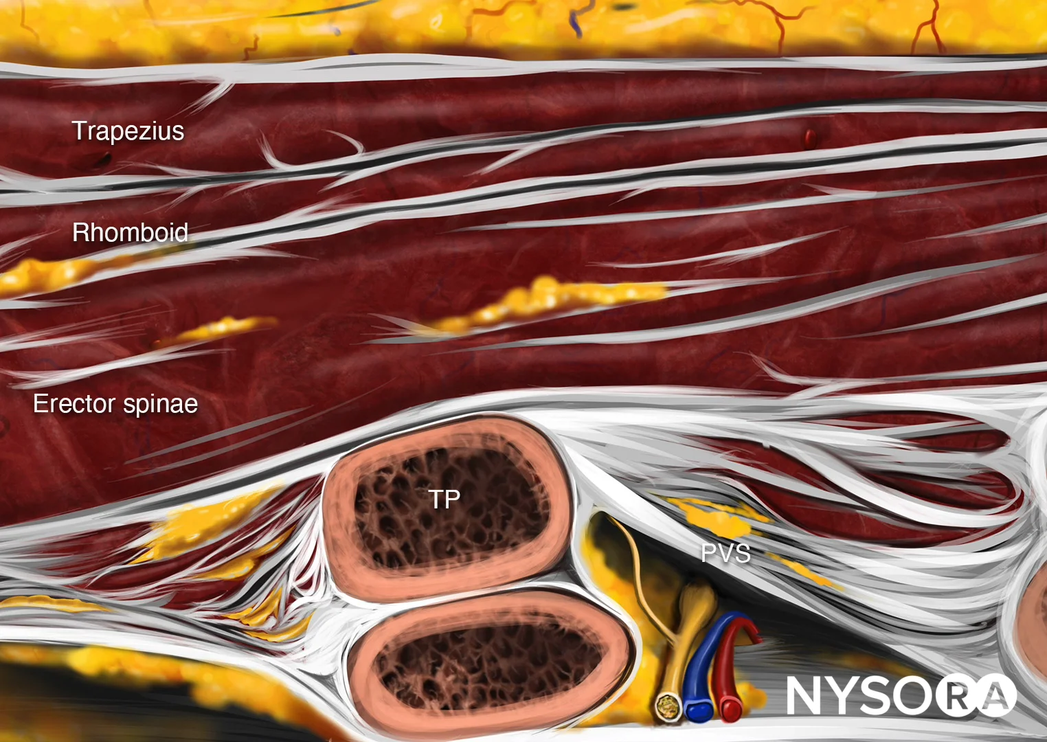 ESP Cognitive Priming, image size:1524x1080