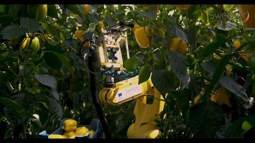 Pepper best sale picking robot