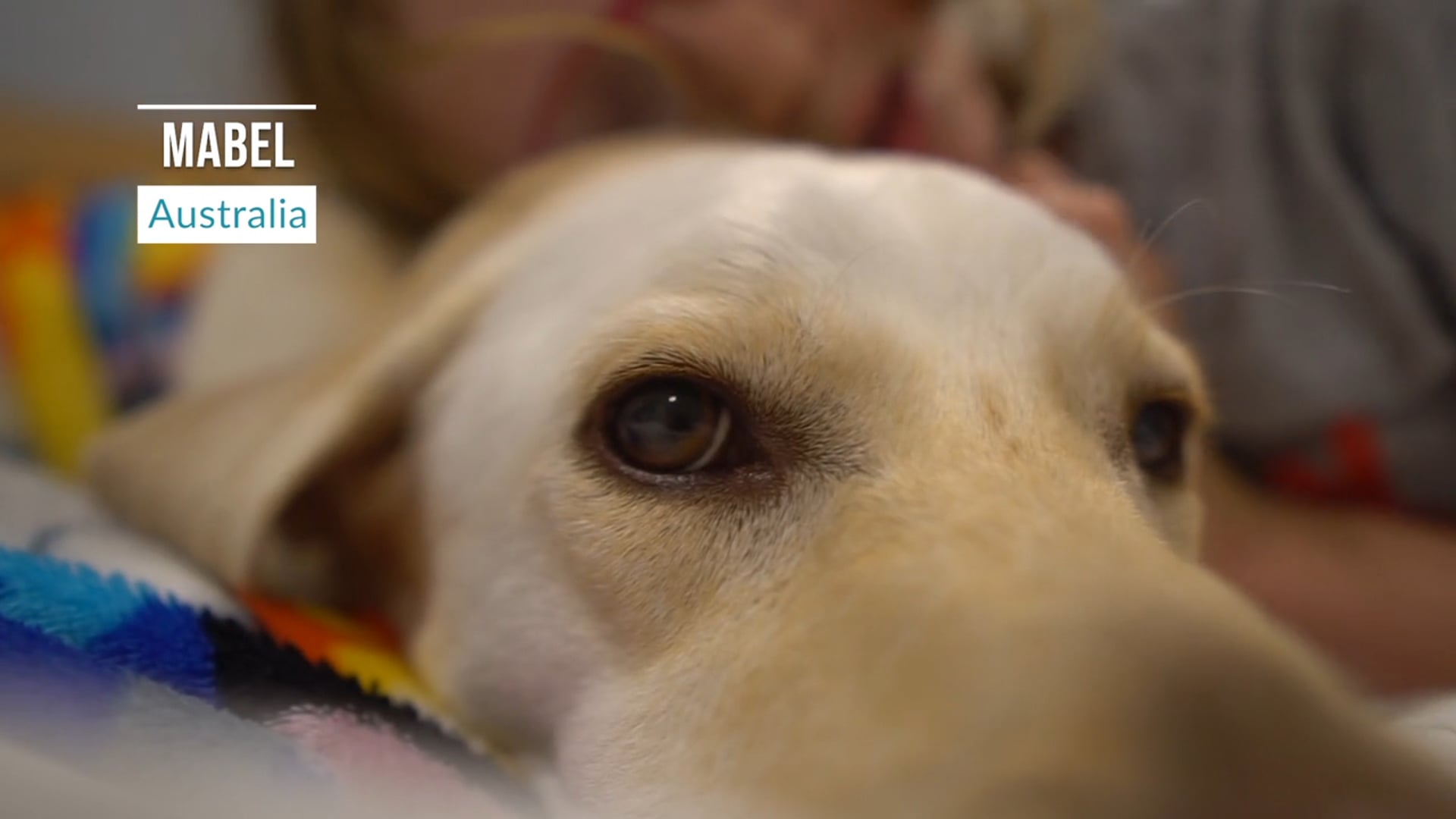 How about your pets?