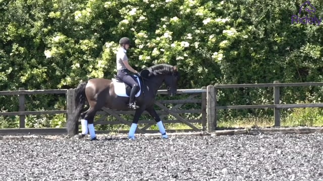 Transitions between walk and canter