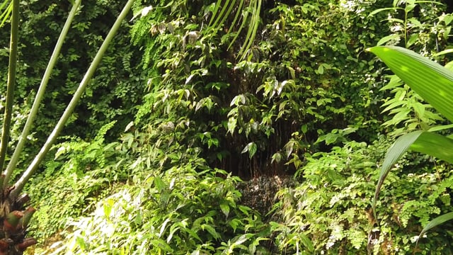 Picturesque wildlife, thick of the forest. Beautiful green moss on the  stones and roots of trees 26483824 Stock Photo at Vecteezy