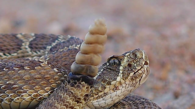How Do You Tell The Age Of A Rattlesnake