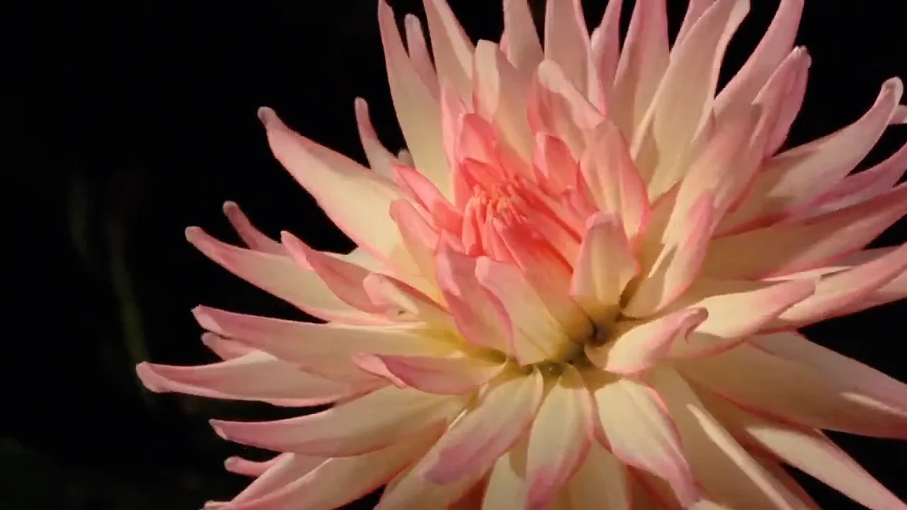 Healer Collective & Fantastic Fungi The Feminine Side of the Mycelium