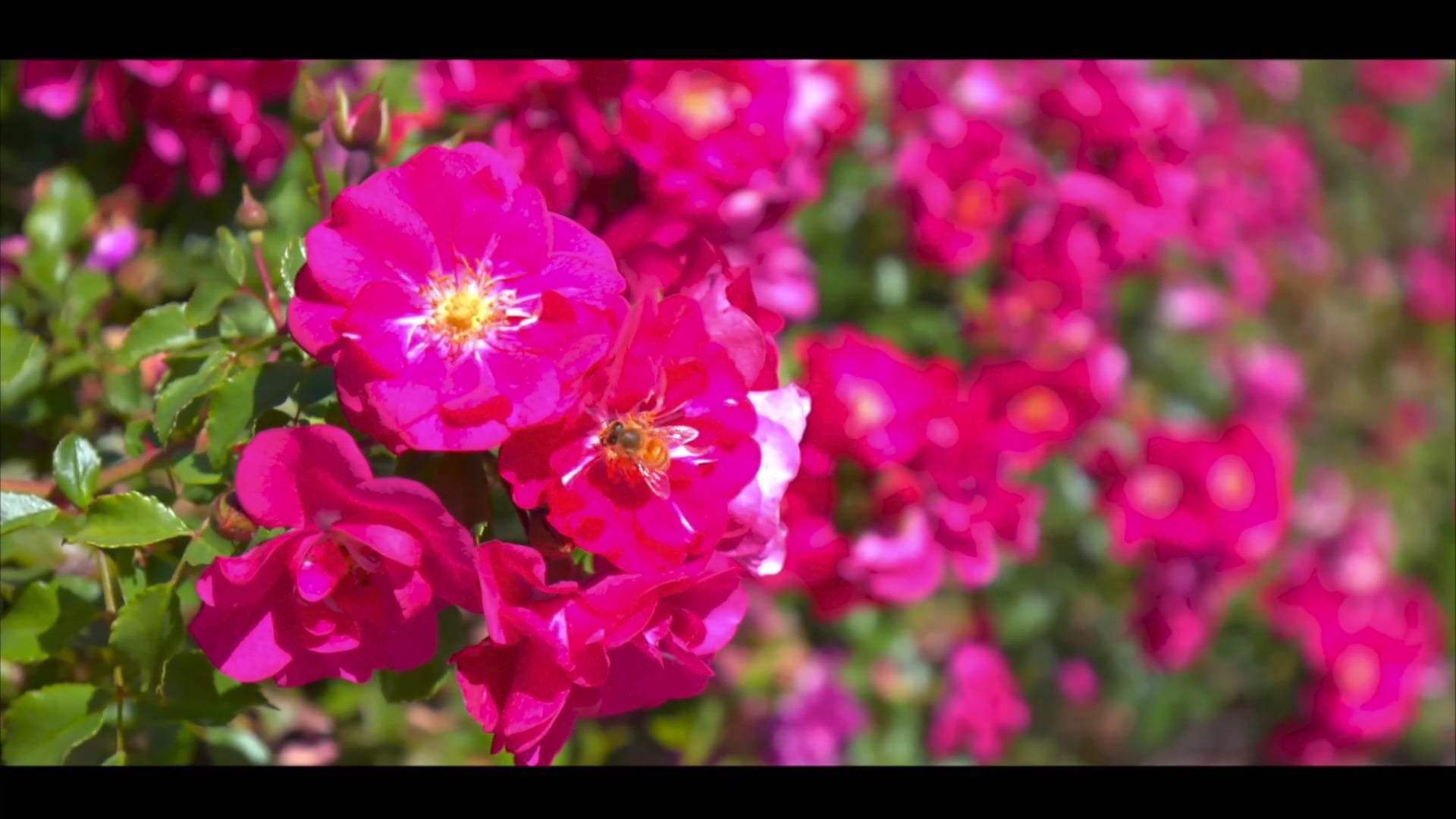 2262-valentano-dr-dublin-ca-video-tour-mls-on-vimeo
