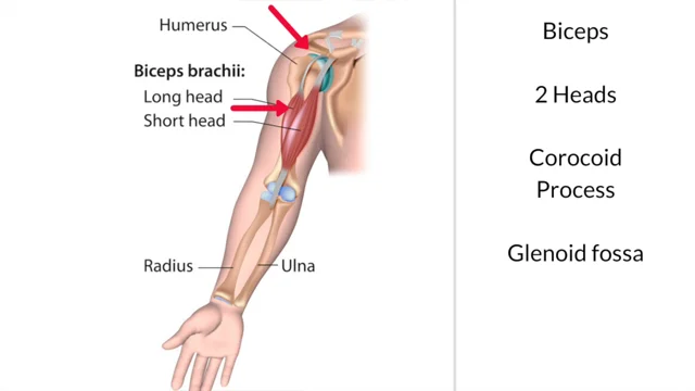 Treating Trigger Points in the Biceps