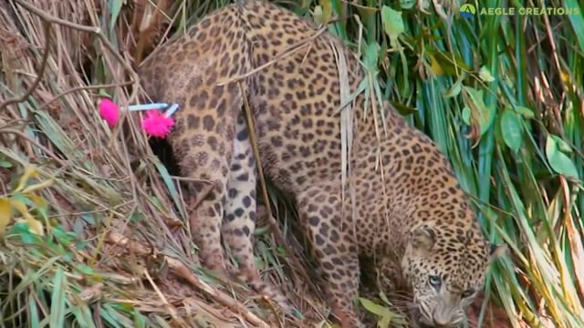 limonero films | Man Eaters: A Human-Leopard Story