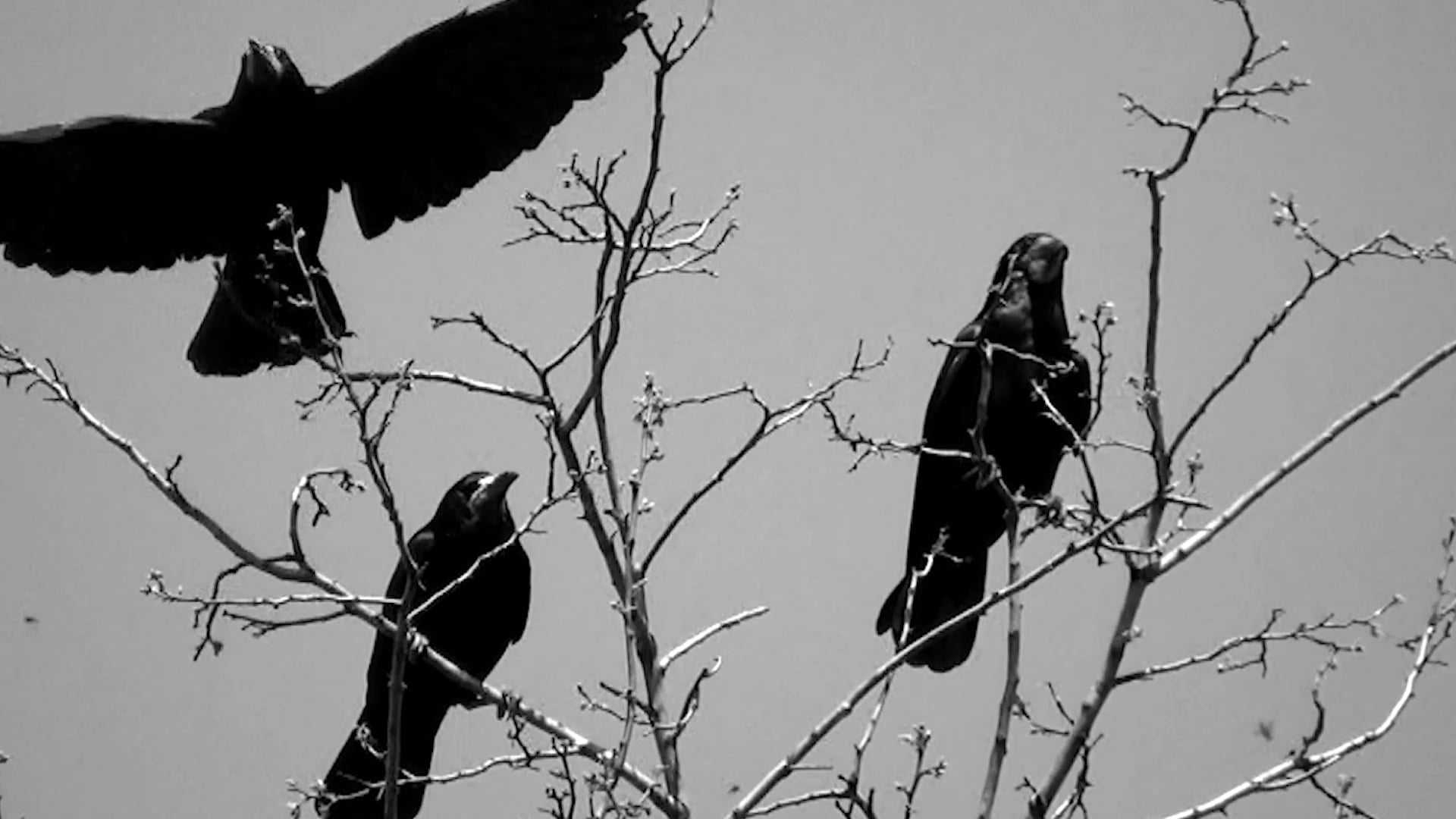 Corvidae