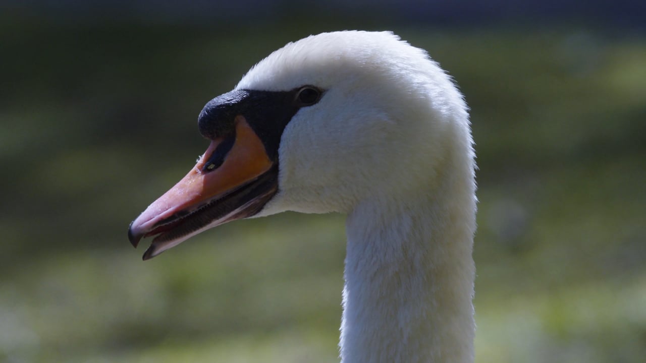 Swan on the Lake II