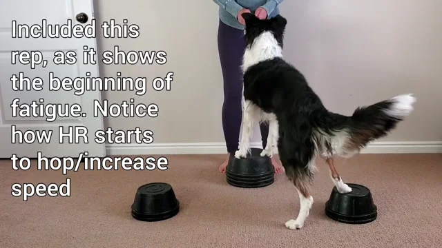 Canine Conditioning: Quick Canine Workout » Canine Conditioning Coach