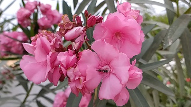 Bee, Flower, Beautiful Flower. Free Stock Video - Pixabay