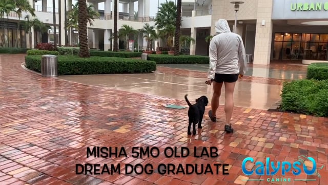 Misha the 5mo Lab
