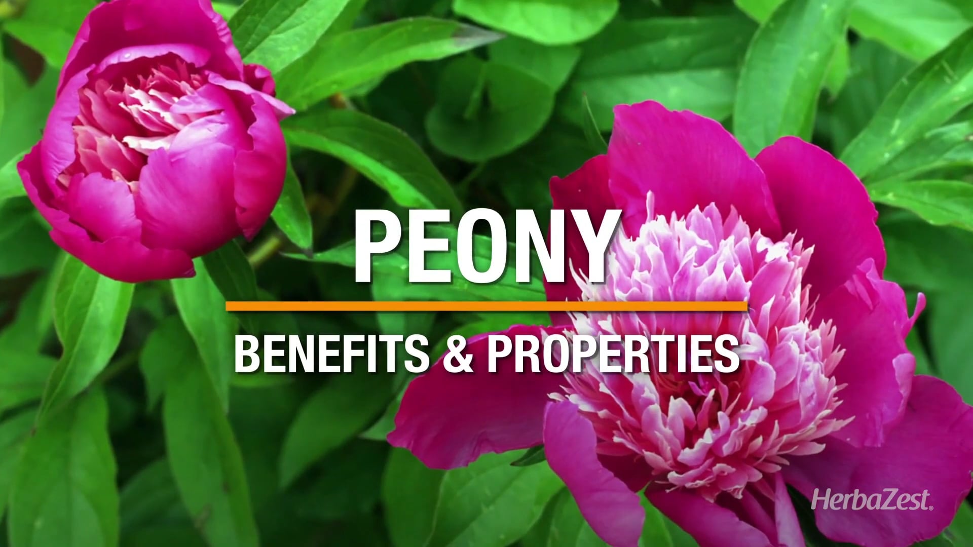 Peony benefits and properties Herbazest on Vimeo