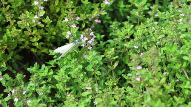 Butterfly, Bee, Cabbage Butterfly. Free Stock Video - Pixabay