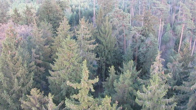 Forest Aerial Rides Hot Air Balloon Ride, Forest, Trees. Free Stock Video - Pixabay
