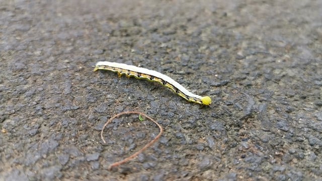 Kater Insect Caterpillar, Insect, Nature. Free Stock Video - Pixabay