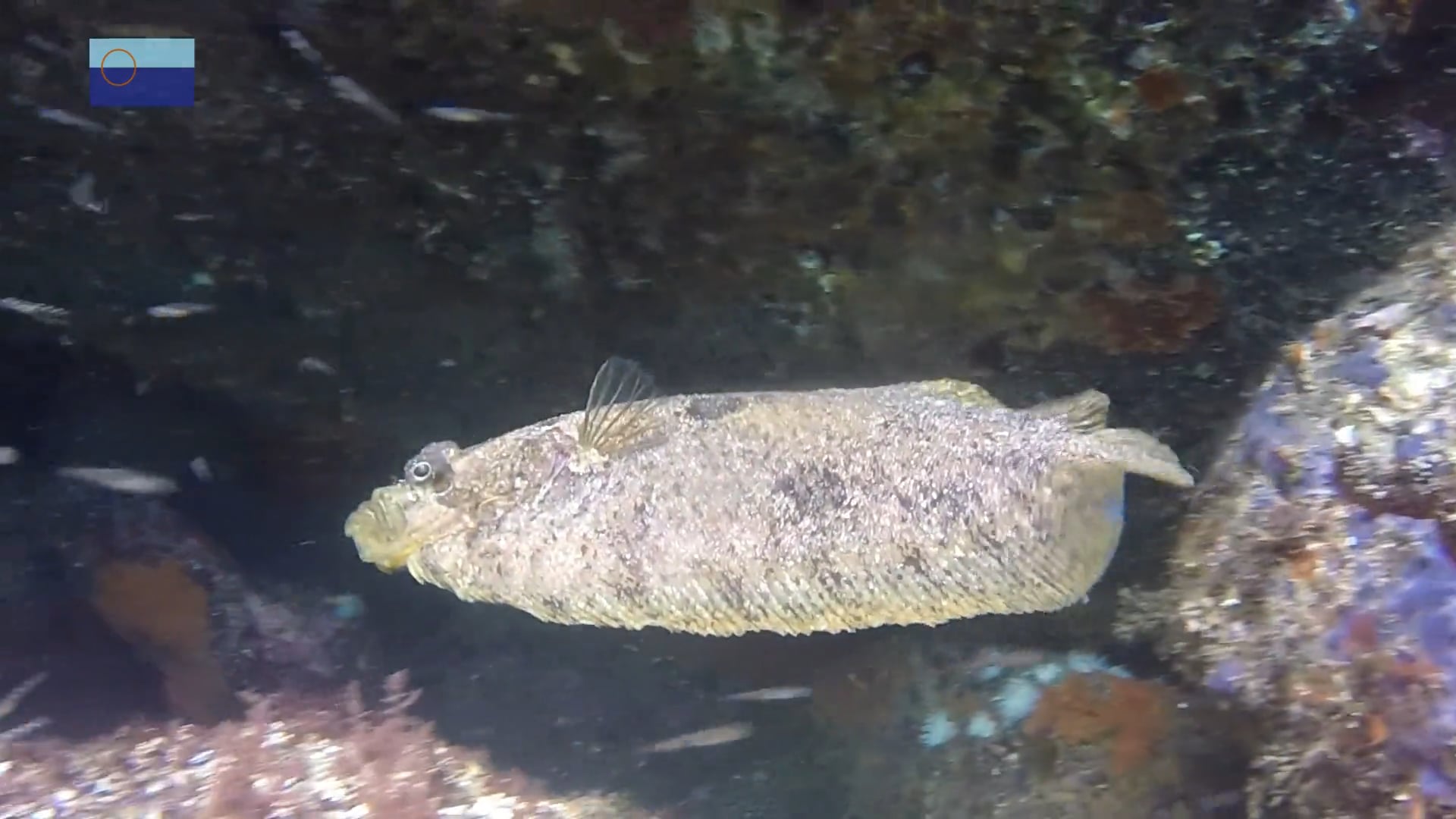 Peces planos, alfombras voladoras