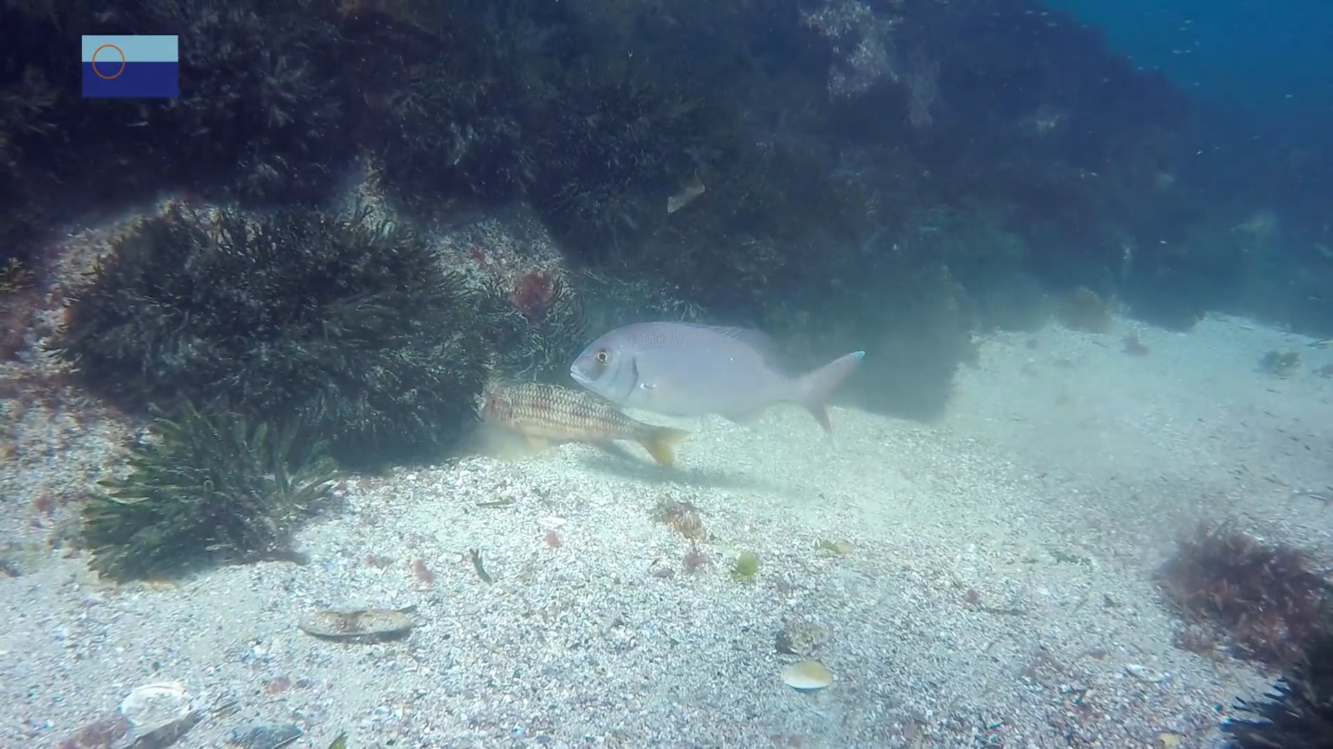 Salmonete, compañeros de mesa