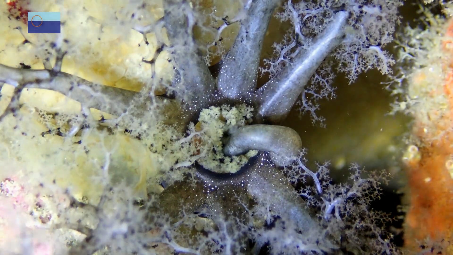 Pepinos con tentáculos, a manos llenas