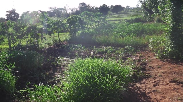 Nature Sunrise Paddy Fields Free Stock Video - Pixabay