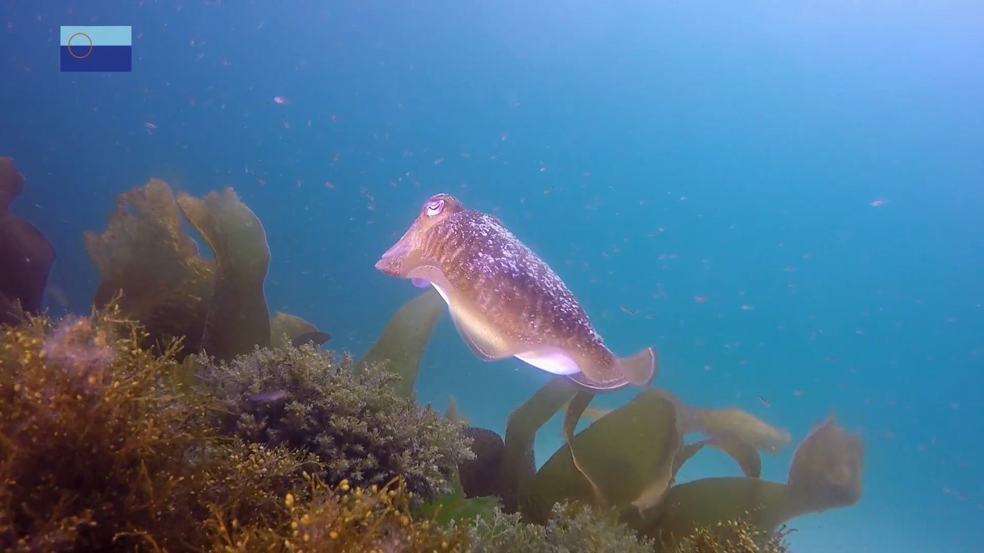 Chocos y calamares, no solo nadan los peces